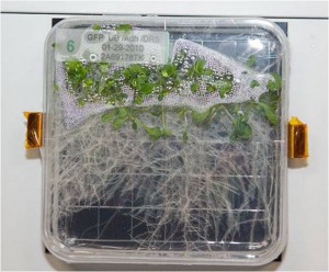 Crew image of the Advanced Plant Experiments on Orbit -- Transgenic Arabidopsis Gene Expression System (APEX-TAGES) study during Expedition 23. (NASA)