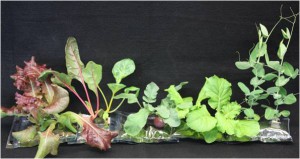 Crops tested in Vegetable Production System (Veggie) plant pillows (pictured here) include lettuce, Swiss chard, radishes, Chinese cabbage and peas. (NASA)