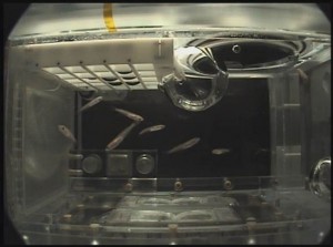 The above image shows an Aquatic Habitat (AQH) specimen chamber housing Medaka fish for study. (JAXA)