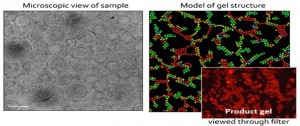 The gel structure, like that under investigation in the Advanced Colloids Experiment (ACE), is often dominated by fragile strands composed of many particles in a cross-section. (NASA)