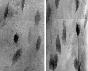 Osteocyte lacunae from the ground-based control (left) and after 15 days of spaceflight (right). Space-flown lacunae appear larger, indicative of osteocytic remodeling. (Blaber, et al, PLoS One, 2013)