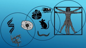 The use of model organisms in laboratories on Earth and aboard the International Space Station can lead to insights for researchers into human health. (NASA/Julie Robinson)