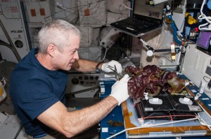 Aboard the International Space Station, NASA astronaut Steve Swanson, Expedition 40 commander, harvests a crop of red romaine lettuce plants that were grown from seed inside the station’s Veggie facility. Such food production capabilities may provide for better nutrient options during long duration missions. (NASA) 