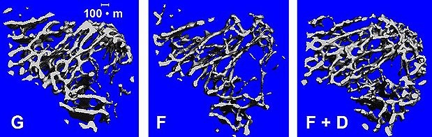 Micro-computed tomography bone density imaging shows ground mice (G) with highly connected, dense spongy bone structure, flight mice (F) with less connectivity and flight mice treated with a myostatin inhibitor (F+D) on STS-118 that appear to have bone structure unaffected by microgravity. (Bioserve)
