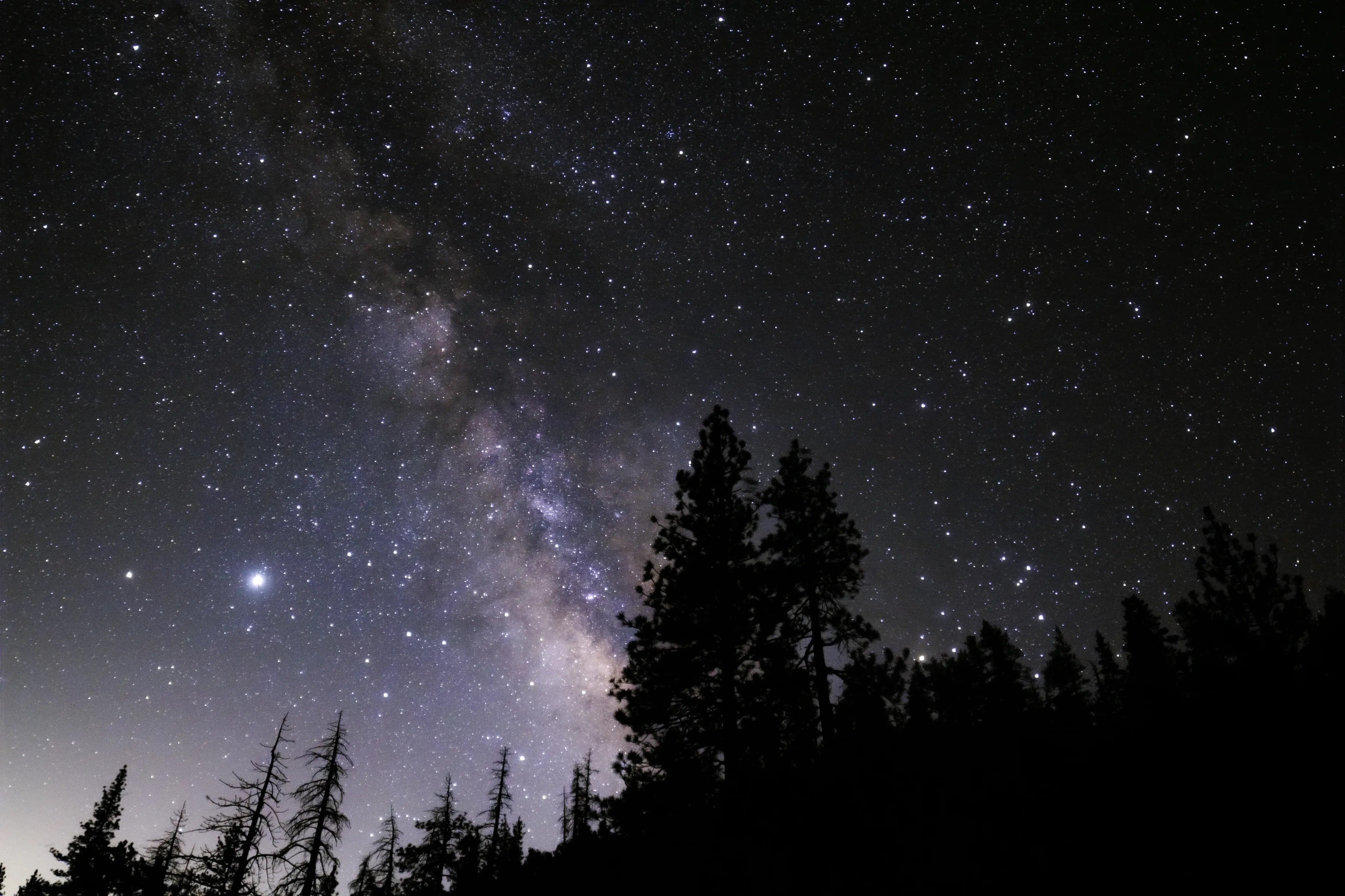 Trees are in the foreground as a sky full of stars shows the silhouette.