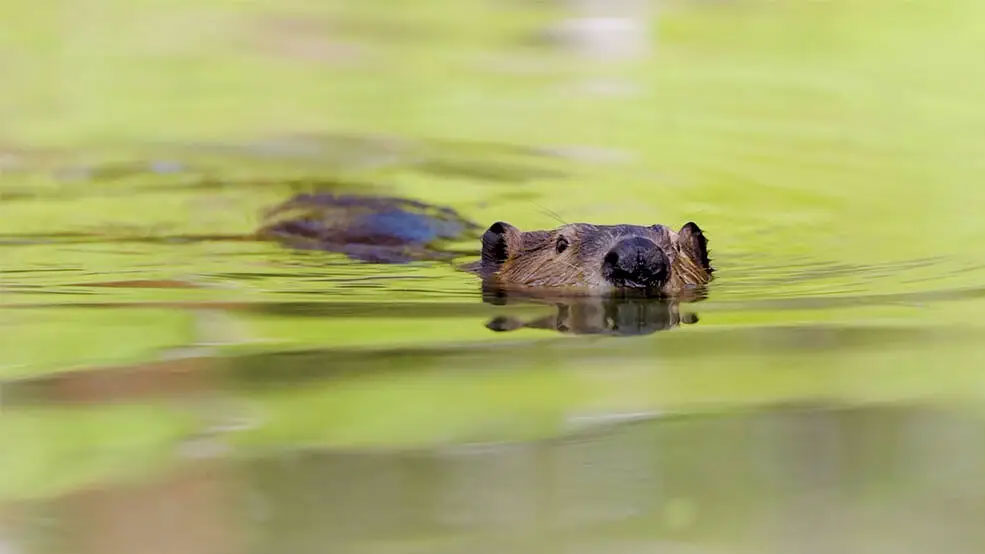 A beaver swims in the water with its head poking up.