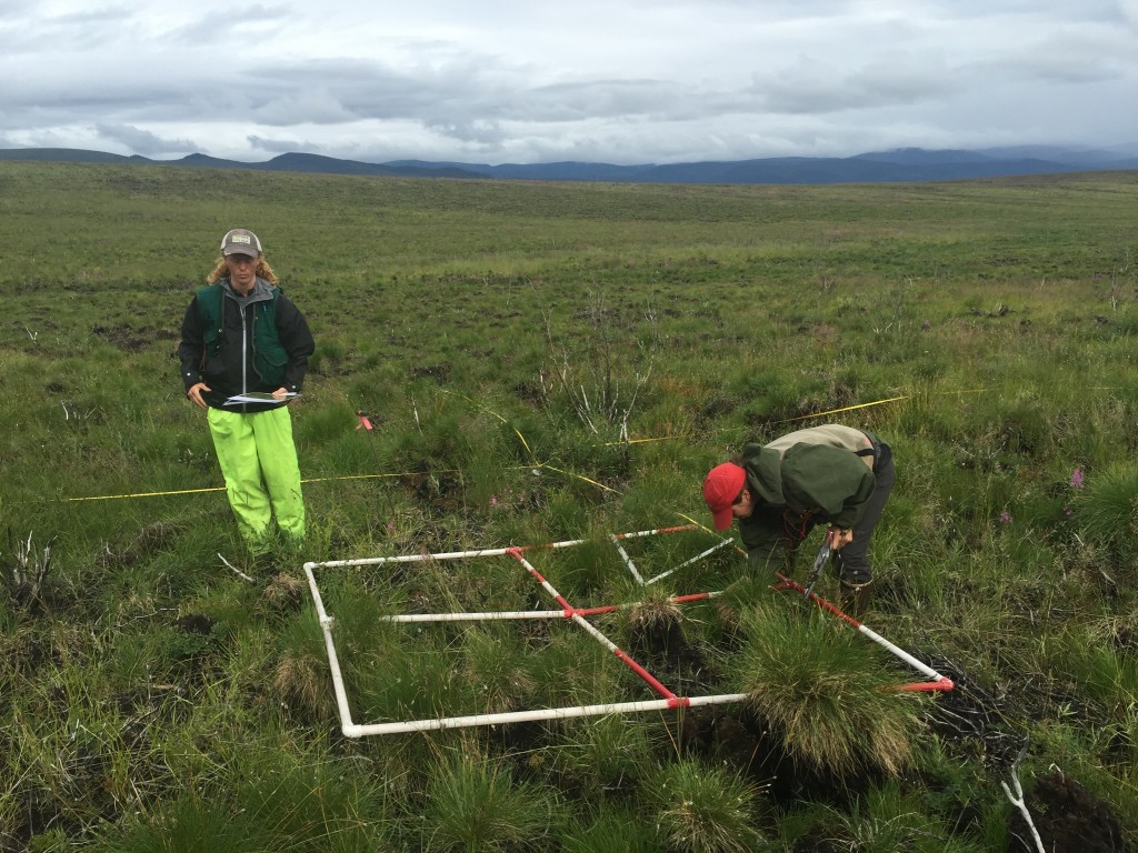 In addition to looking at the soils, researchers in Denali are studying what plants grow back after a severe fire in the tundra – and whether those plants are different from what was there before. Credit: Walker/NAU