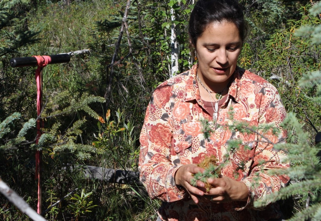 Scientist looks at plants.