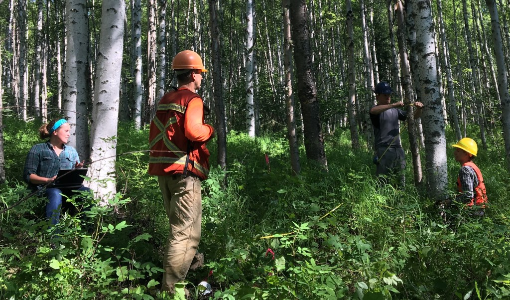 ABoVE scientists measure a field site in interior Alaska's Tanana Valley, which has been monitored from the ground, airborne instruments and satellites to track changing ecosystems. Credit: NASA/Kate Ramsayer