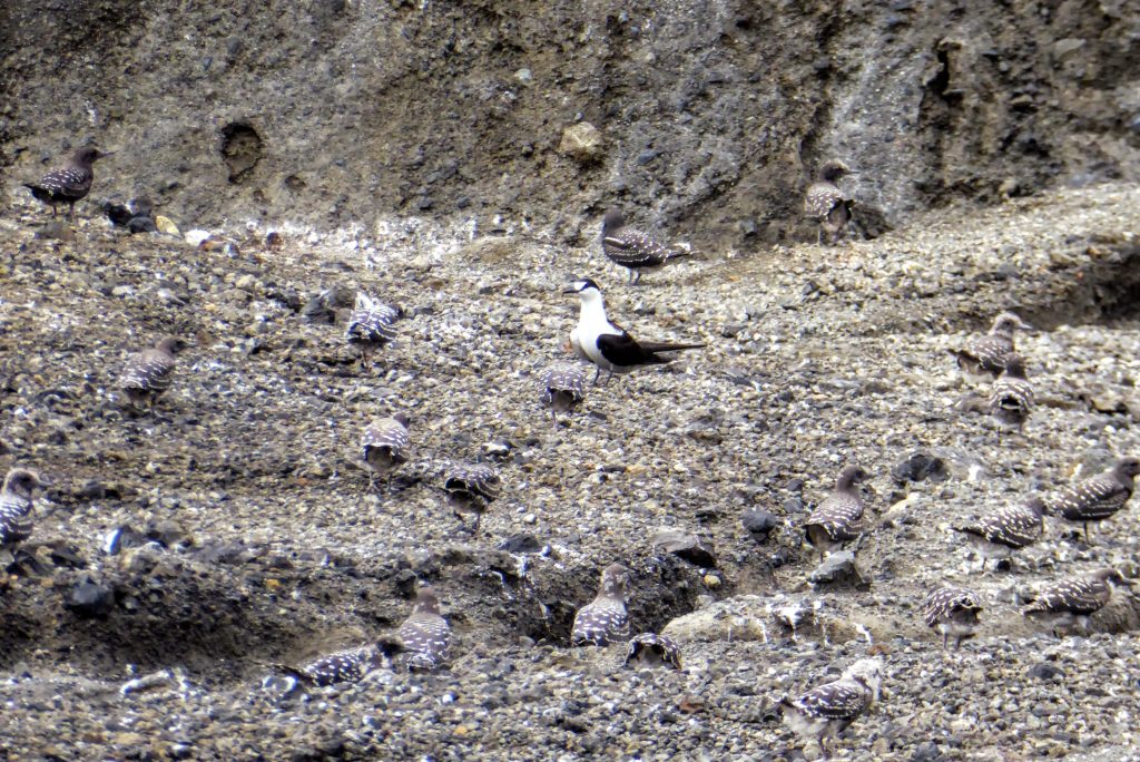 Sooty terns are nesting in the gullies around the crater lake. Can you spot the chicks? Credit: Dan Slayback