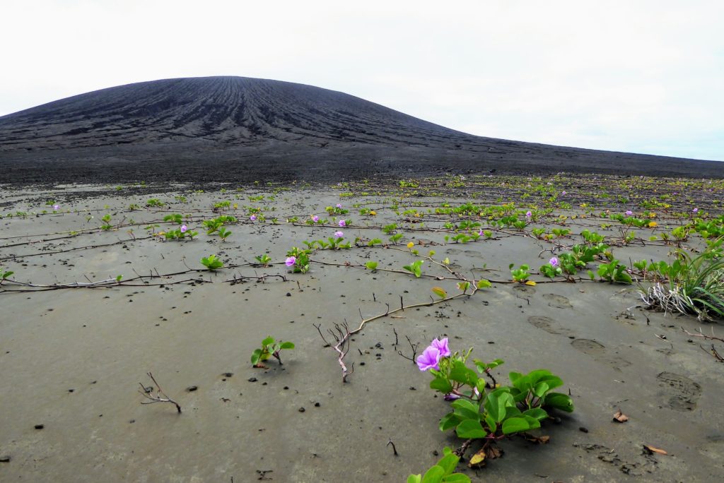 Vegetation taking root on the flat isthmus of Hunga Tonga-Hunga Ha'apai. The volcanic cone is in the background. Credit: Dan Slayback