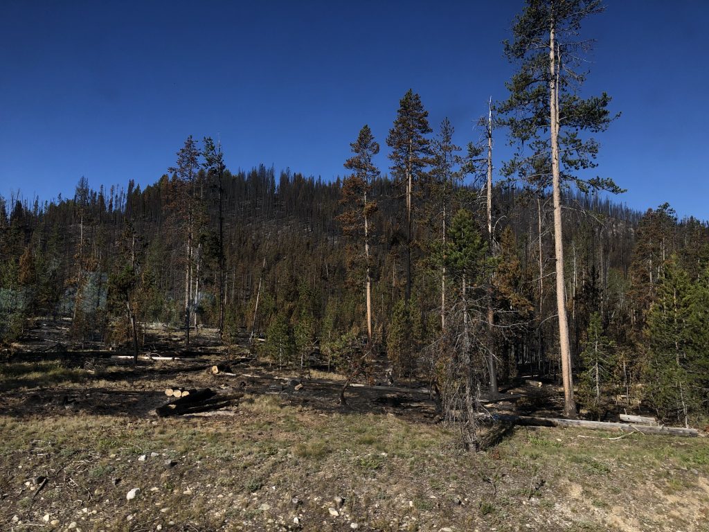 Fire is part of the ecosystem in the western U.S., leaving behind ghostly trees and charred soil that will grow new life. July 24, 2019. Credit: NASA