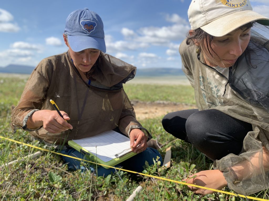 Katie (left) and Rachel (right) carefully recording vegetation species, cover, and height on line transects. Photo credit: Aerin Jacob