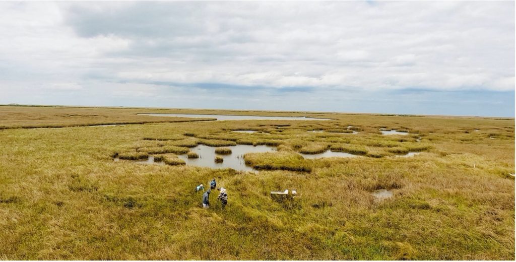 Scientists gather field samples and data from a marsh in coastal Louisiana