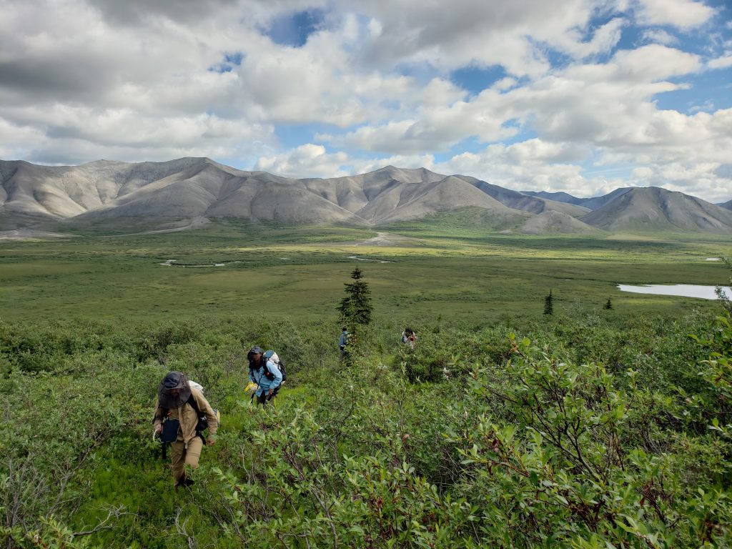 Researchers from Northern Arizona University traveled on an 11-day segment with Alaska Pacific University scientists, who completed a summer-long trek through the western Brooks Range in northern Alaska. Photo Courtesy Logan Berner