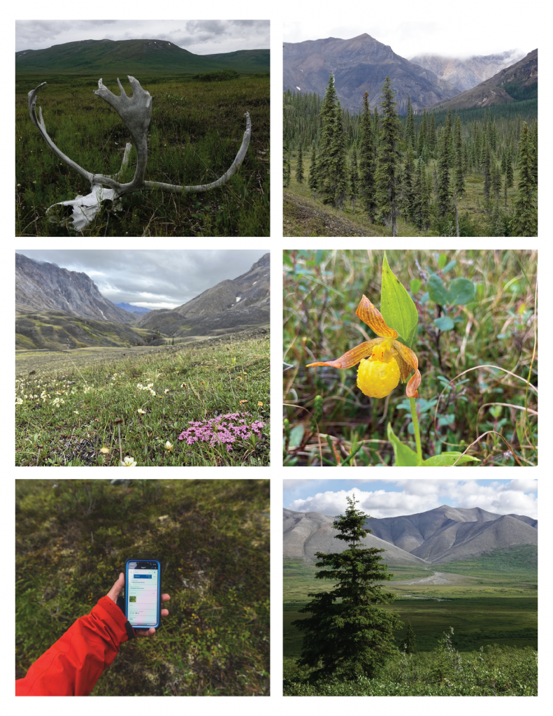 Boreal forest gives way to sparse tundra while heading north into the Brooks Range. Photo by Logan Berner.