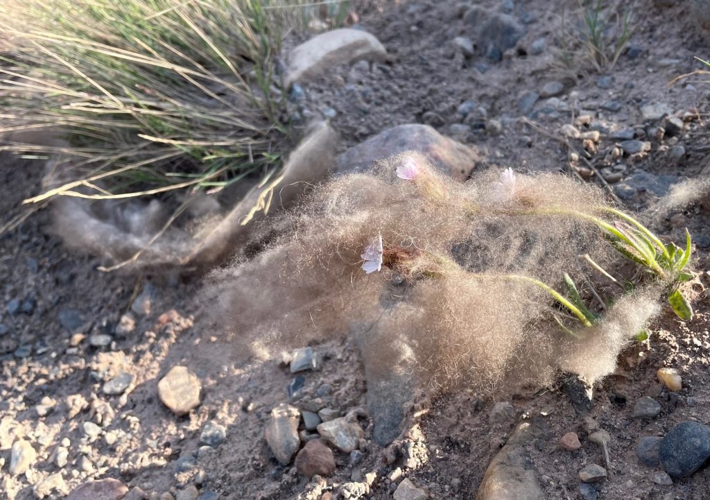 A fuzzy veil of musk ox fur drapes over a pink wildflower plant on the ground.