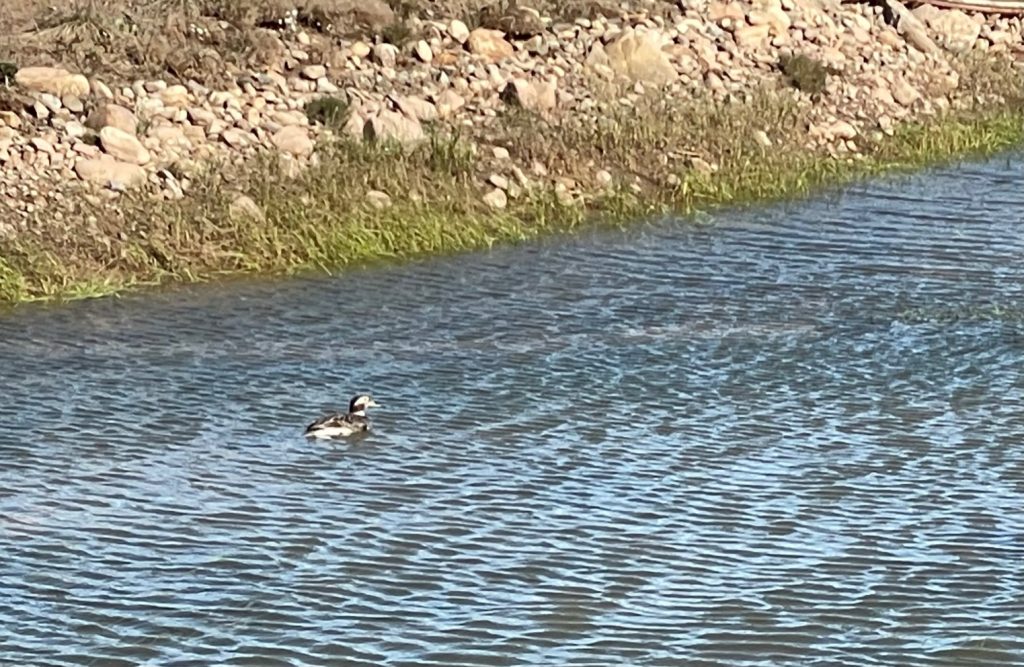 A fuzzy picture of the long-tailed duck in water.