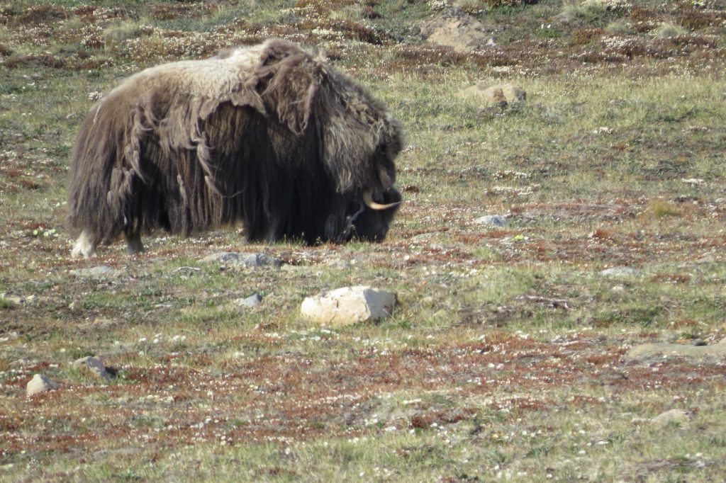 A large shaggy musk ox with stringy brown wool grazes on short grass.