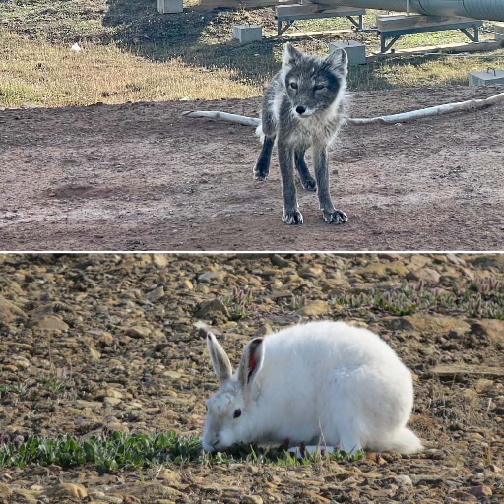 Top image shows a brown Arctic fox. Lower image shows a white Arctic hare nibling on grass.