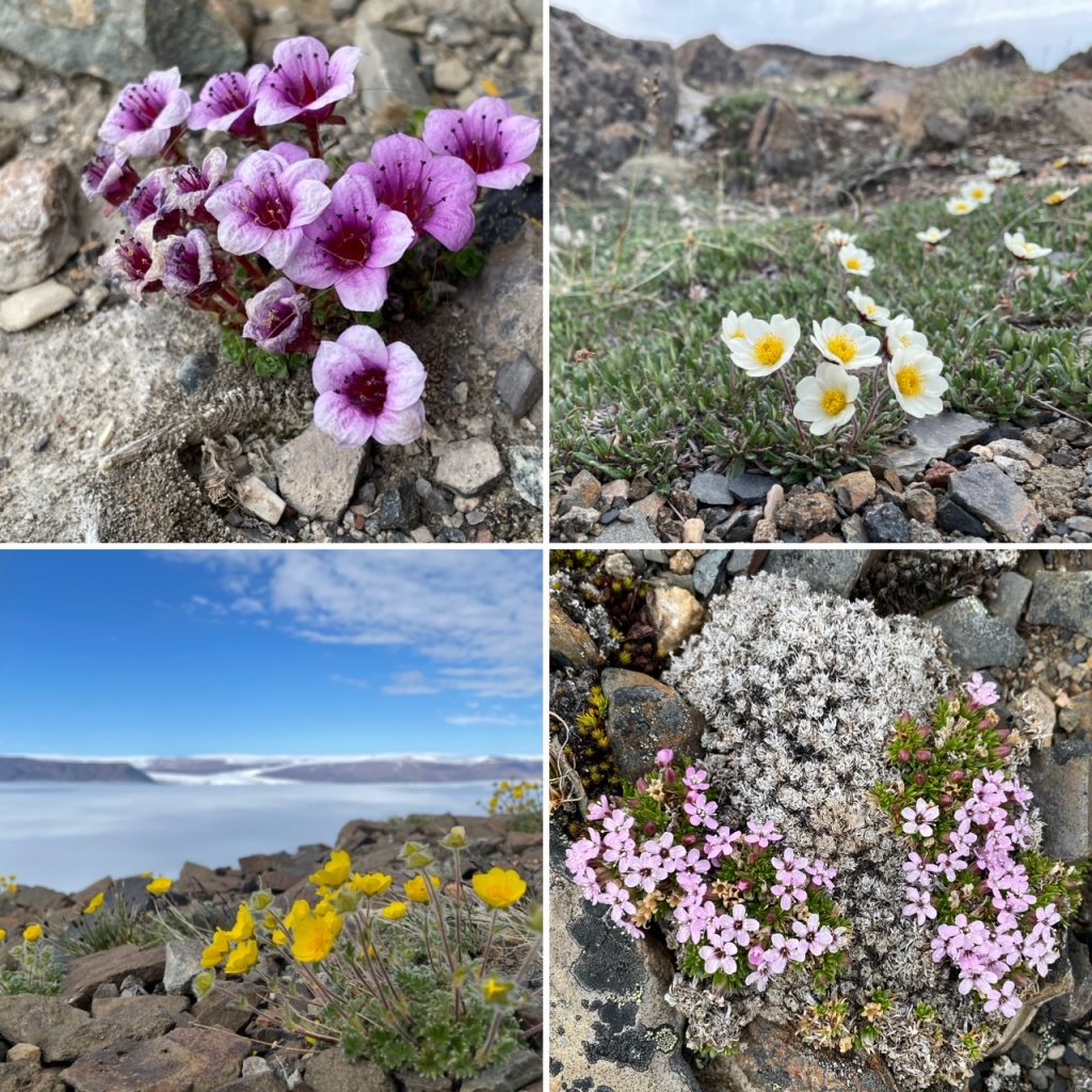 Four images of pink and yellow wildflowers grouwing out of crevices in the rocks.