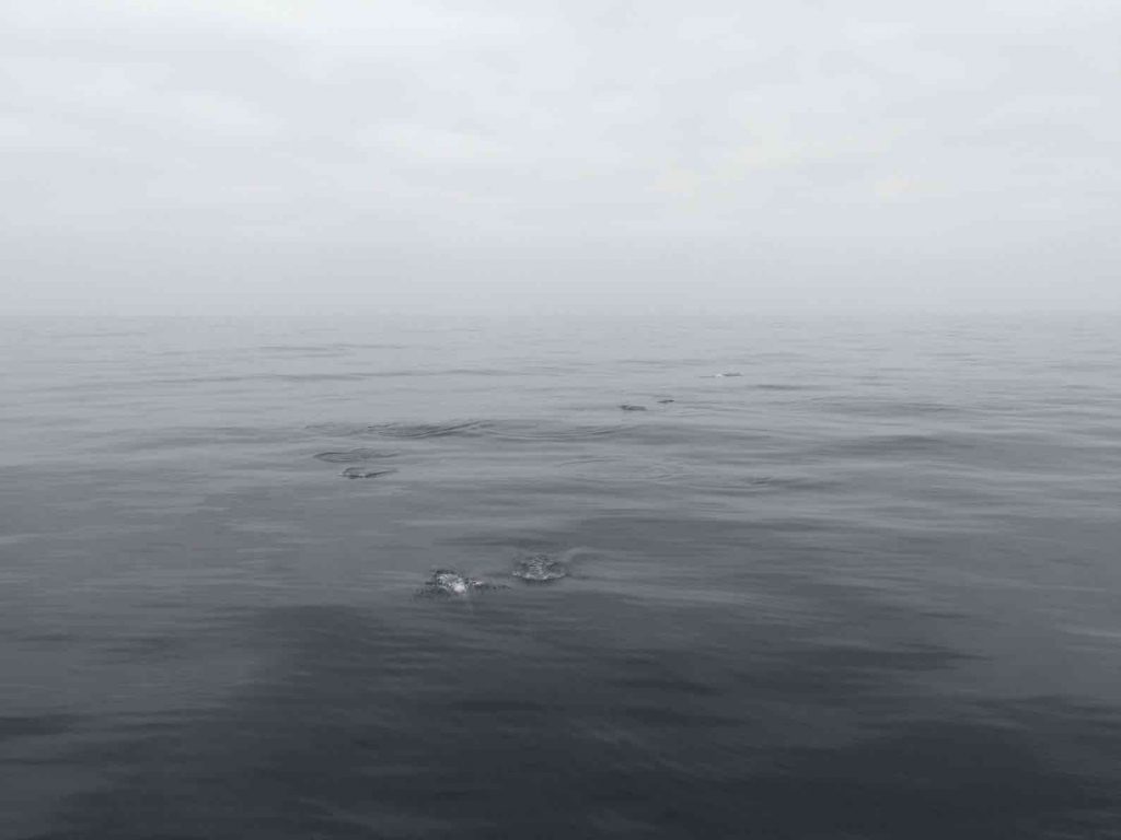 Image of gray waters on a calm, foggy. Dolphins surface in the center of the image, no more than gray blobs disturbing the otherwise calm water.