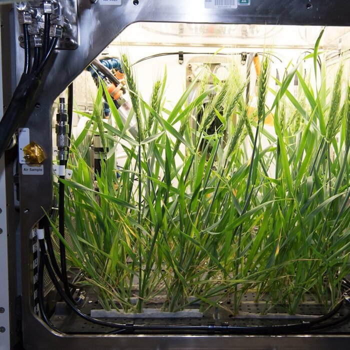 The first growth test of crops in the Advanced Plant Habitat (APH) aboard the International Space Station. The APH is a growth chamber on station for plant research. It uses LED lights and a porous clay substrate with controlled release fertilizer to deliver water, nutrients and oxygen to the plant roots. Photo credit: (NASA/International Space Station).