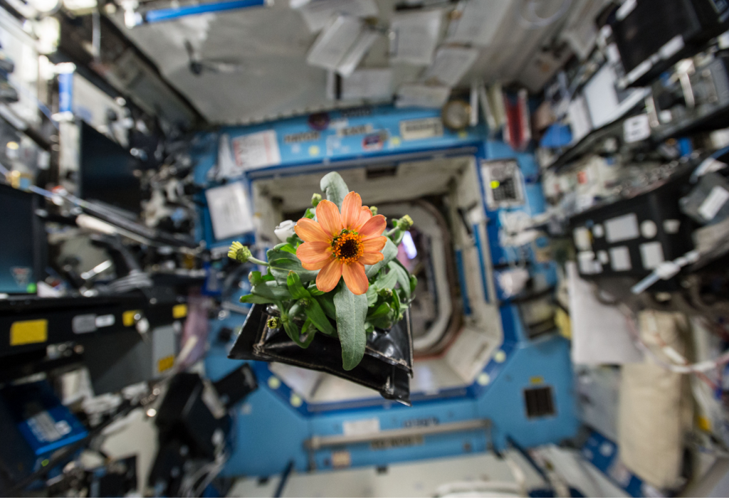 A Zinnia plant pillow floats through the U.S. Destiny Laboratory aboard the International Space Station. The challenging process of growing the zinnias provided an exceptional opportunity for scientists back on Earth to better understand how plants grow in microgravity. (NASA Johnson Space Center /International Space Station).