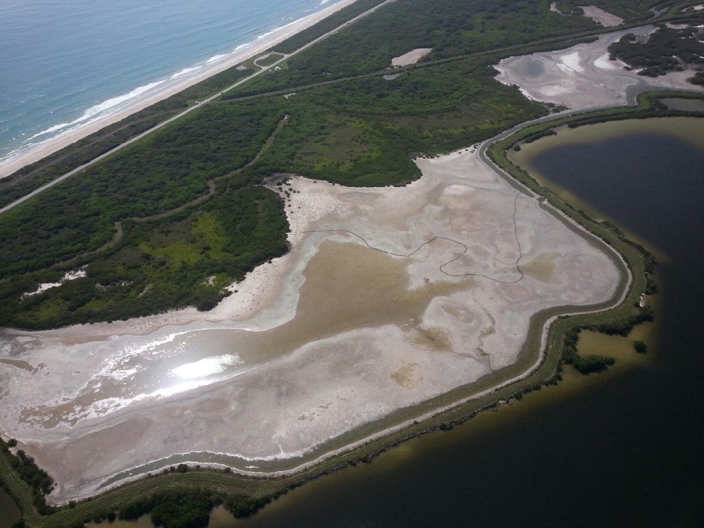 The track of a green sea turtle is visible in the mud of a pond between the Banana River and Atlantic Ocean.