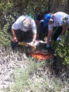 Biologists Russ Lowers, left, and Tim Kozuko of InoMedic Health Applications assist a green turtle 