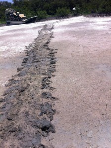 Close-up of the turtle track with airboat in background.