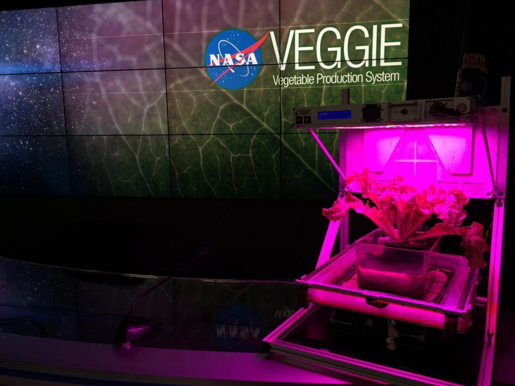 Veggie plant growth system containing cabbage at Kennedy Space Center