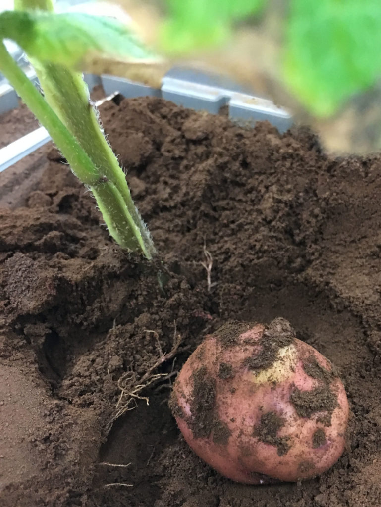 A potato grows in simulated Martian regolith. Photo credit: NASA