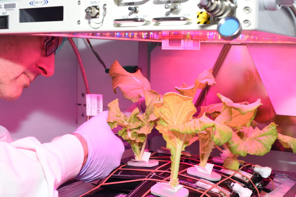 Jeff Richards with Stinger Ghaffarian Technologies of the Engineering Services Contract is one of the researchers who worked on a ground test of Chinese cabbage this past summer. Photo credit: NASA