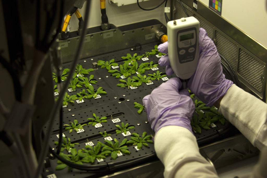 John "JC" Carver, a payload integration engineer with NASA Kennedy Space Center's Test and Operations Support Contract, uses a FluorPen to measure the chlorophyll fluorescence of Arabidopsis thaliana plants inside the growth chamber of the Advanced Plant Habitat (APH) Flight Unit No. 1.