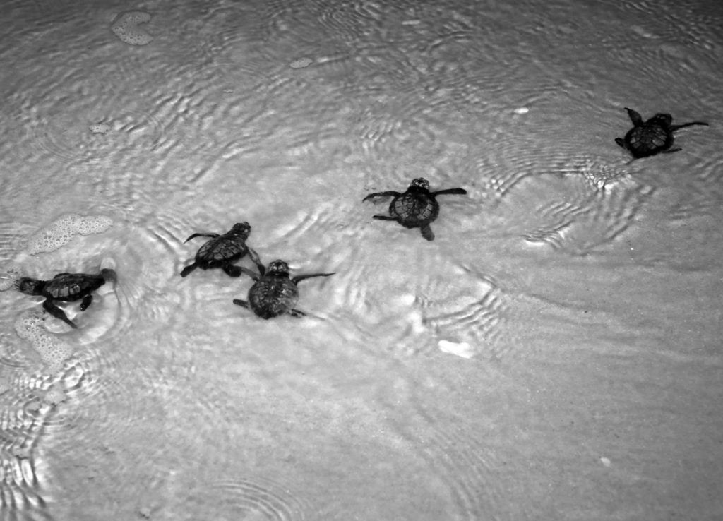 When making their way back to the ocean, sea turtles use the light of the Moon and stars to navigate. Photo credit: NASA