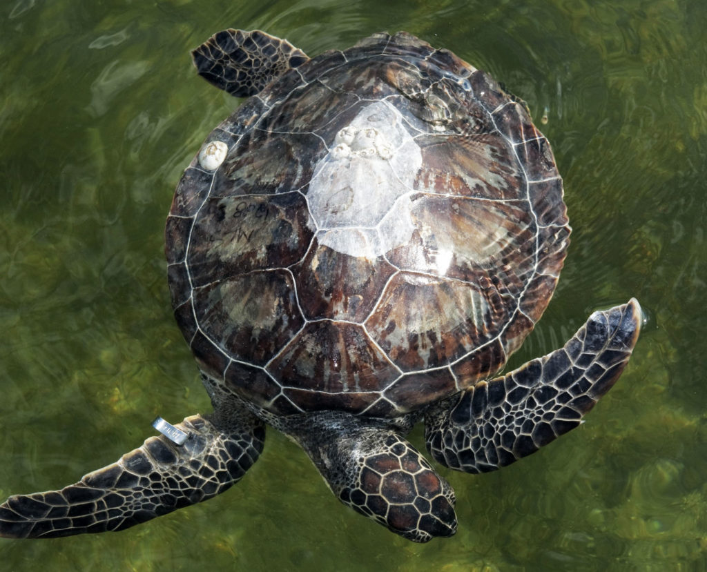 Green turtles, which are on the endangered list, are among the two most common species found on the Space Coast. The other is the loggerhead, which is listed as threatened. Photo credit: NASA/Kim Shiflett