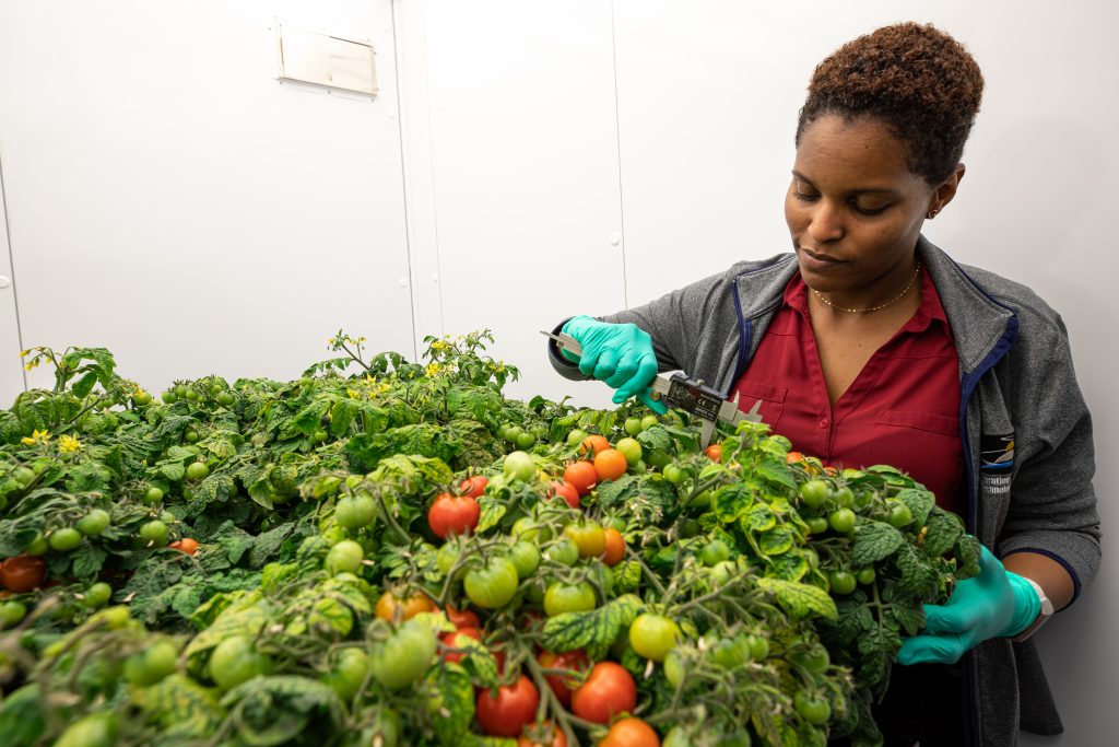 Lashelle Spencer, plant scientist with the Laboratory Support Services and Operations (LASSO) contract at NASA’s Kennedy Space Center in Florida, takes measurements on ‘Red Robin’ dwarf tomato plants, Jan. 10, 2019, inside a laboratory in the spaceport’s Space Station Processing Facility.