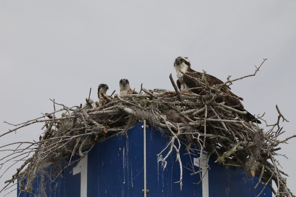 An adult osprey and two young offspring peer out of their nest, constructed atop a facility sign. 