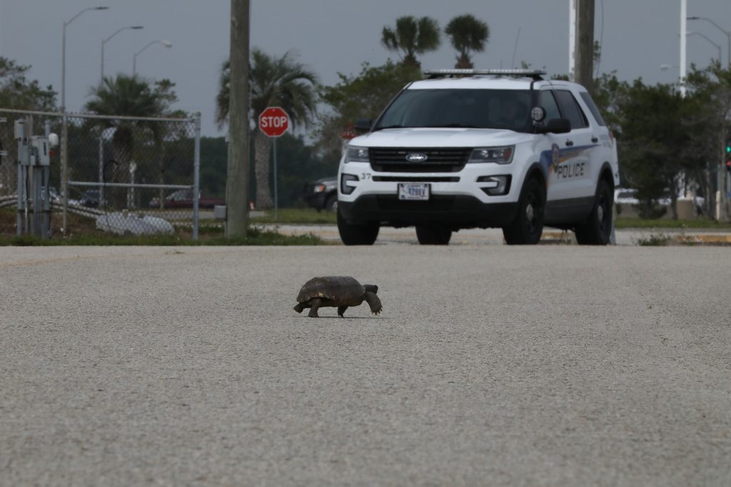 A gopher tortoise seems to stop traffic as it strolls across a street in front of a security vehicle at NASA’s Kennedy Space Center in Florida on April 14, 2020. 