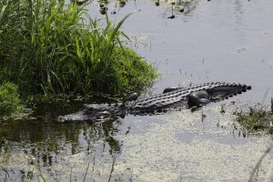 An American alligator cruises through one of the many waterways at Kennedy on April 16, 2020.