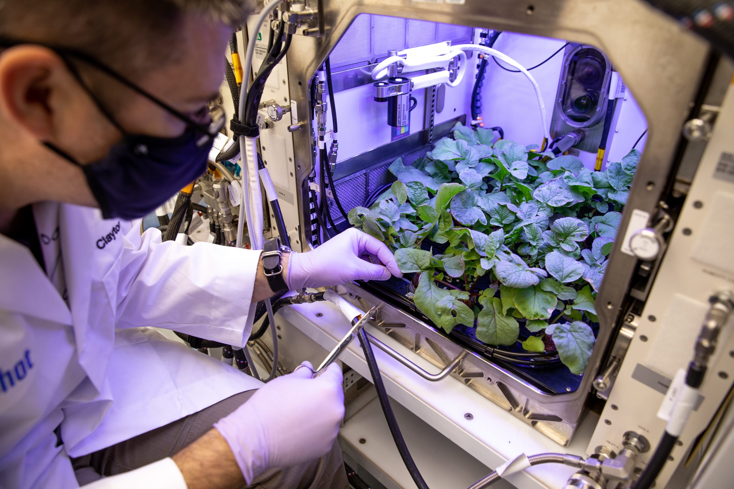 Radishes are harvested from the Advanced Plant Habitat ground unit at Kennedy Space Center.