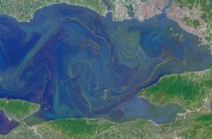 The Operational Land Imager on the Landsat 8 satellite captured this image of a phytoplankton bloom in the Sea of Marmara on May 17, 2015.