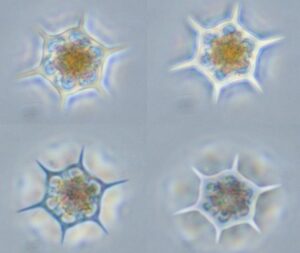 The image is comprised of four of the same phytoplankton, each taking up one quadrant of the image. The phytoplankton is shaped like a hexagon, and each corner of the hexagon has an additional spike coming off of it. They look slightly like snowflakes. The hexagon and spike parts are bright white colored, except the bottom left phytoplankton is more of a dark blue color. Inside the middle of the hexagon is an orange color. 