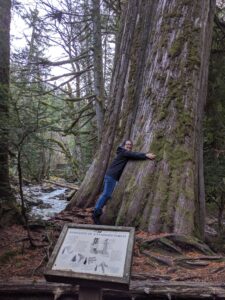 The image is primarily taken up by the large trunk of a tree on the right side. The left side of the image shows the background of a forest landscape. A woman is centered in the image, wearing jeans and a black jacket. She is hugging the trunk of the tree, but the tree is much larger than her and she cannot fit her arms around the trunk.