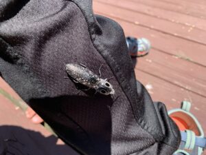 Centered in the image is a brown and black colored beetle. The beetle is facing the bottom right corner of the image. On the head of the beetle are two block spots that look like large eyes. The beetle is resting on the black fabric of pant legs which extends across the image from the top left corner to the bottom right corner. The background is red wooded planks of wood.