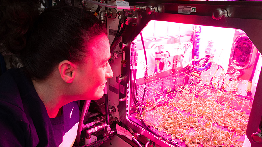 Flight Engineer Serena Auñón-Chancellor checks on plants being grown for botany research aboard the International Space Station. NASA is exploring ways to keep astronauts self-sufficient as humans learn to live longer and farther out into space and beyond low-Earth orbit.