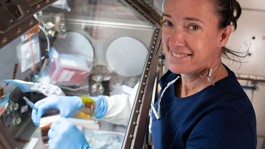 Astronaut Megan McArthur services cells inside the Kibo laboratory module's Life Science Glovebox for the Celestial Immunity study.