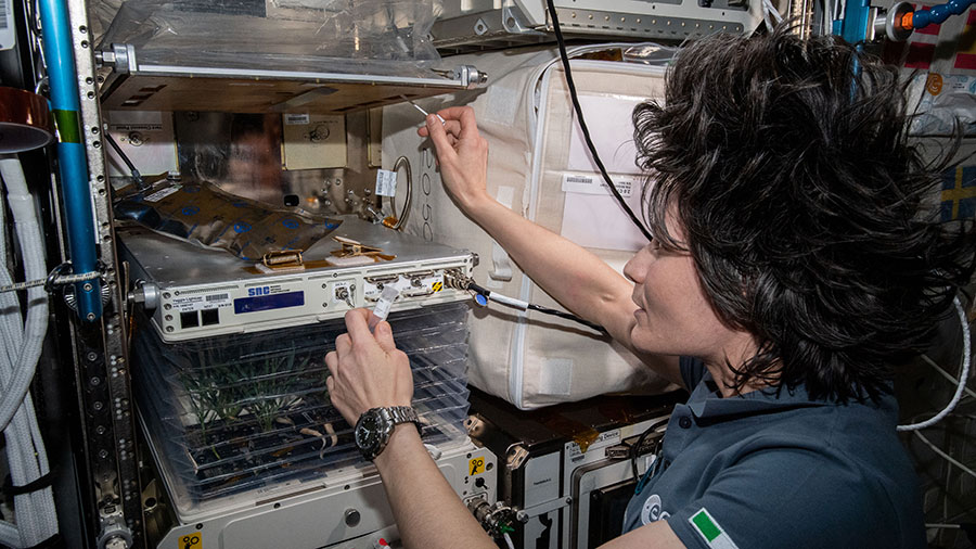 Astronaut Samantha Cristoforetti collects microbe samples from around the space station's Veggie space botany facility for analysis.