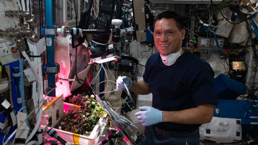 NASA astronaut and Expedition 68 Flight Engineer Frank Rubio checks tomato plants growing inside the International Space Station for the XROOTS space botany study on Oct. 14, 2022. Credit: Koichi Wakata/Japan Aerospace Exploration Agency